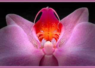 Merveilleuse Nature Wmv