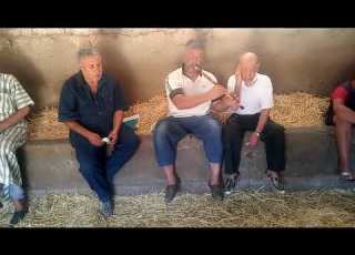 شيخ دريدي