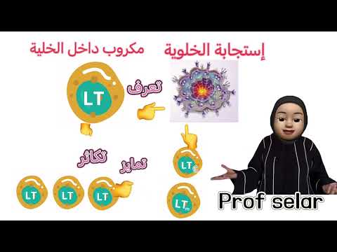 خط دفاعي الثالث شرح مختصر للاستجابة الخلوية Bem 2025