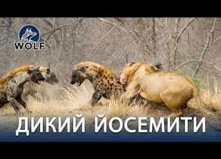  ЛЬВЫ ПРОТИВ ГИЕН Схватка хищников в саванне дикаяприрода WOLF