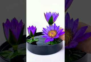 Simple Water Lily Arrangement Ideas Floralarrangement Ikebana Florist Waterlily Flowers
