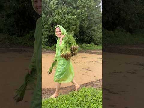 ल वण Konkan Lavani Sheti Shetkari