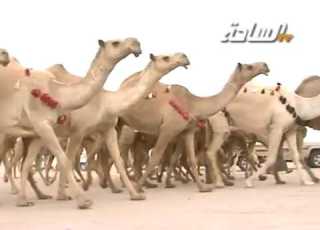 منقية الشيخ مترك بن حجنه العتيبي سفير عتيبه