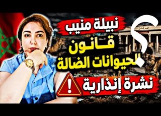  نبيلة منيب وعريضة لتغيير اسم طريق قانون الحيوانات الضالة ونشرة انذارية