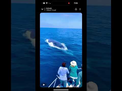 اكبر حوت Short السعودية