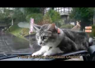 10 Hours Cat Compilation