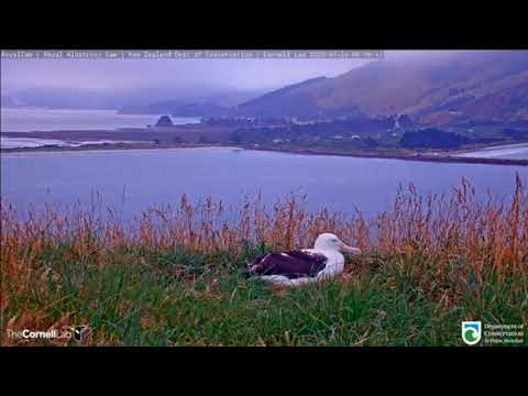 Dame Kiri Te Kanawa Sings A Maori Love Ballad For This Unborn Royal Albatross