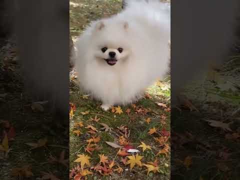 Pomeranian Pomeranian Baby Silly Puppy Cute Dog