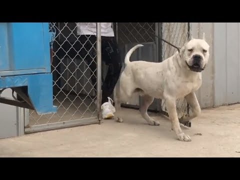 LARGE AND STRONG DOGO ARGENTINO