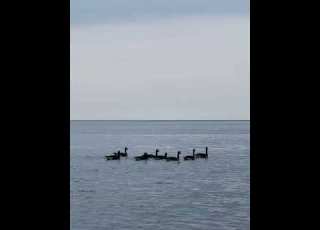 Ducks Water Niagara Habibi