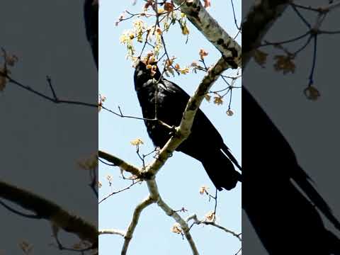 زاغ الجيف Carrion Crow كأس العالم Animals Shorts طيور طير Clips Attack زاغ الجيف Carrion Crow كأس العالم Animals Shorts طيور طير Clips Attack