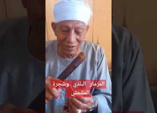 المزمار البلدي وشجرة المشمش التى يصنع منها