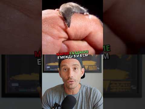 Кой е най малкият бозайник в България и на земята Which One Is The Smallest Mammal On Earth
