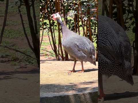 Guinea Fowl Calling Birdsinging
