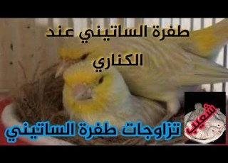  طفرة الساتيني عند الكناري
