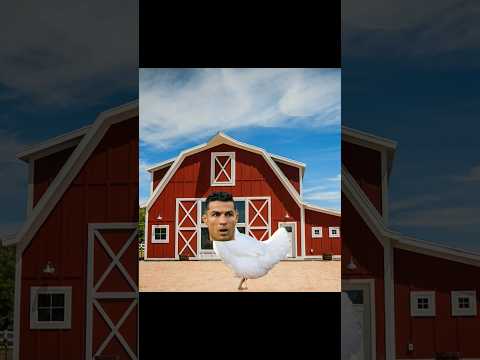 دجاجتي كبيرة تعيش في الحظيرة تصميم رونالدو و ميسي ميسي Ronaldo دجاجتي كبيرة تعيش في الحظيرة تصميم رونالدو و ميسي ميسي Ronaldo