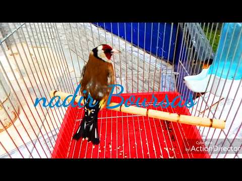 أستمتع بي تغريد حسون بري خلوي 2019