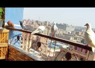  مميزات وعيوب الحمام البلدي حمام