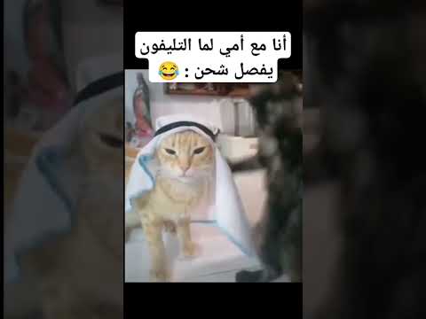 نرجع للحياة بقي اكسبلور Funny ميمز ضحك ميمز قطط مضحك قطط الأم Memes Funny Fyp