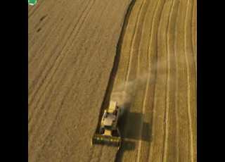 Beautiful England Wheat Farming Nature Scene