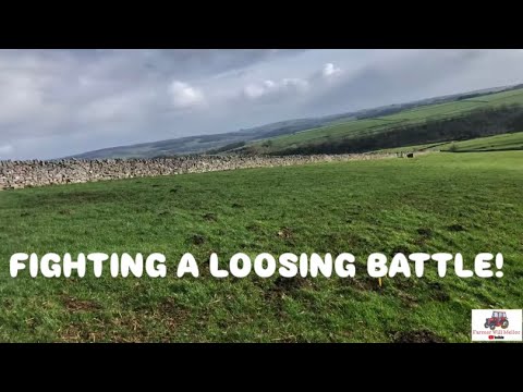 EINEN VERLIERENDEN KAMPF KÄMPFEN