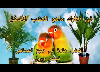 مواد تعشيش طيور الفيشر و الروز في الطبيعة التي تجعل الطيور تنتج بسرع وسترا بنفسك