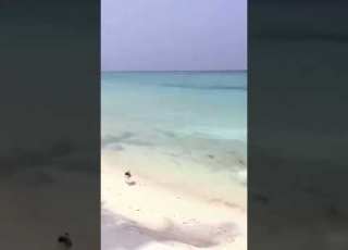  اجمل موسيقه مريحه للاعصاب ممكن تسمعها موسيقه عزف جورج زامفير الراعى الوحيد مناظر طبيعيه خلابه ZM