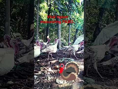 Singing Turkey Birds Trending Viral Canada Viral Video Turkey