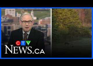  Video Captures Interaction Between Deer And Pheasant