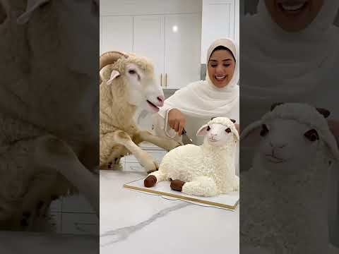 لحظة اكتشف الخروف الحقيقة ان شبيهة كعكة بعد فوات الأوان شاهد رده فعلة