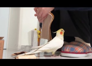 Charlie The Cockatiel S Opera Singing Moments Are Just Too Cute Cockatielscraze Birdsinging
