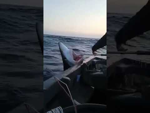 لخظة صيد سمك القرش Today رجال المغرب