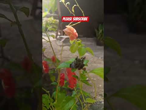 Please Subscribe Jobbiehebriovlogs