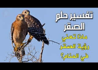  تفسير حلم الصقر ماذا تعني رؤية الصقر في المنام للرجل والمرأة تفسير احلام
