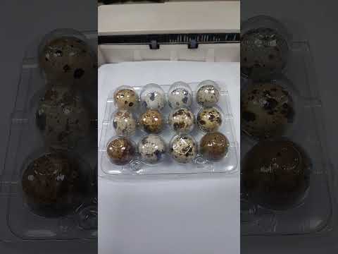 Яйцата от пъдпъдъци са много полезни имаме си в къщата пътпъдъци снасят яйца