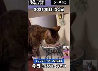  Short507 痛快三毛猫スジちゃんねる シーズン3 今日のスジコとタラコ2025 1 12