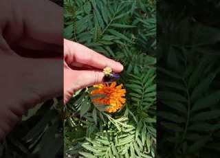  The Image Shows A Seed Of The Tagetes Erecta Commonly Known As Marigold