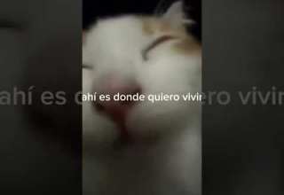 Cuenta Para Identificarse Musica Canciones Amor Dedicar Tiktok Gatos