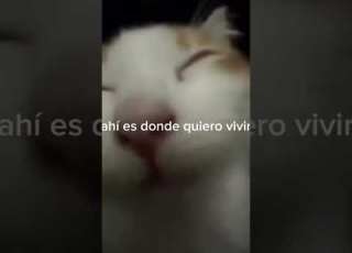 Cuenta Para Identificarse Musica Canciones Amor Dedicar Tiktok Gatos