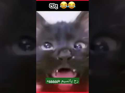 قطه مضحكه رح يانسيم الأرض ها قطه كوميديه ههههههههههه اليمن