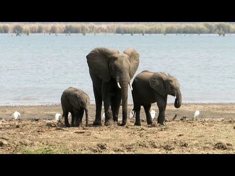 African Elephants In Liwonde National Park 28 09 25