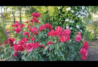 Троянди Джаліта Хот Какао Ювілей Принца Монако та клематиси