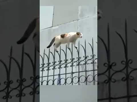 Mission Impossible Cats