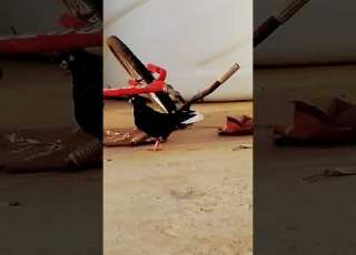  حمام نوري