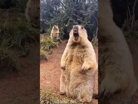 Funny Donkey Video And Laughing Meme 2023 Donkey Memes Shorts