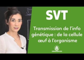 Transmission De L Info Génétique De La Cellule œuf à L Organisme SVT 2de Les Bons Profs