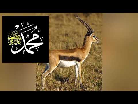 نبينا محمد صلى الله عليه وسلم قال يا بلال قصة الرسول مع الغزالة واليهودي قصة روعة اسلام اليهودي