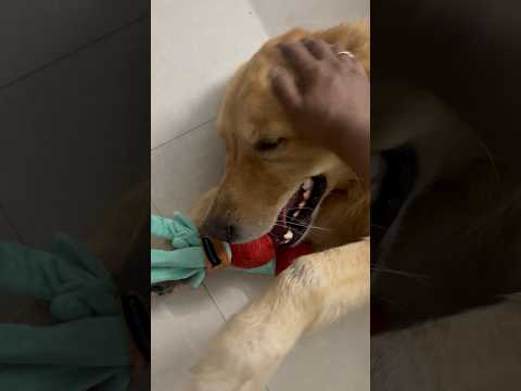 أوريو مع أمر سولي كالعادة