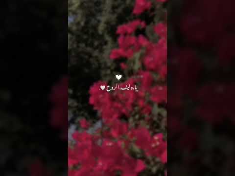 يا وليف الروح يا عيني اغاني قصيد ميحد حمد اشترك لايك