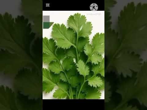 العشبة الوحيدة التي تنظف الدماغ من السموم